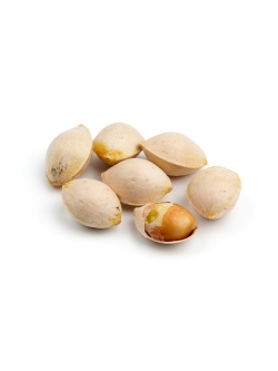 Ginkgo - Ginkgo biloba - Haie champetre  - Pepiniere Alsace - Vegetal Local Nord Est - Bio - Jardin forêt comestible - fruitier - permaculture