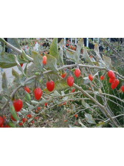 Goji - Lycium barbarum - Haie champetre  - Pepiniere Alsace - Vegetal Local Nord Est - Bio - Jardin forêt comestible - fruitier - permaculture