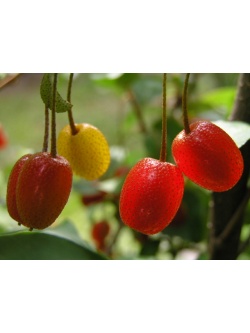 Goumi du Japon - Elaeagnus multiflora - Haie champetre  - Pepiniere Alsace - Vegetal Local Nord Est - Bio - Jardin forêt comestible - fruitier - permaculture
