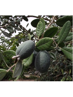 Goyavier du Brésil 'Apollo' - Feijoa sellowiana - Haie champetre  - Pepiniere Alsace - Vegetal Local Nord Est - Bio - Jardin forêt comestible - fruitier - permaculture