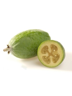 Goyavier du Brésil 'Coolridge' ou ‘Gemini’ - Feijoa sellowiana - Haie champetre  - Pepiniere Alsace - Vegetal Local Nord Est - Bio - Jardin forêt comestible - fruitier - permaculture