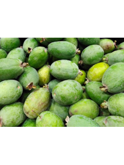 Goyavier du Brésil 'Mammouth' - Feijoa sellowiana  - Haie champetre  - Pepiniere Alsace - Vegetal Local Nord Est - Bio - Jardin forêt comestible - fruitier - permaculture