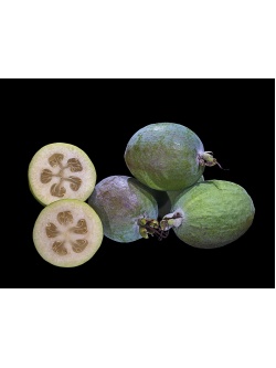 Goyavier du Brésil (variété commune) - Feijoa sellowiana  - Haie champetre  - Pepiniere Alsace - Vegetal Local Nord Est - Bio - Jardin forêt comestible - fruitier - permaculture