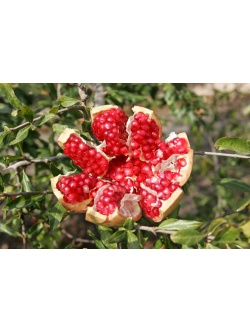 Grenadier 'Mollar de Elche' - Punica granatum - Haie champetre  - Pepiniere Alsace - Vegetal Local Nord Est - Bio - Jardin forêt comestible - fruitier - permaculture