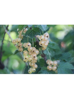Groseillier à grappes 'Blanches de Versailles' - Ribes sativum - Haie champetre  - Pepiniere Alsace - Vegetal Local Nord Est - Bio - Jardin forêt comestible - fruitier - permaculture
