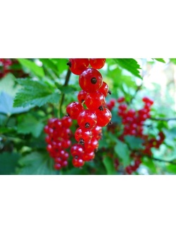 Groseillier à grappes 'Rolan' - Ribes rubrum - Haie champetre  - Pepiniere Alsace - Vegetal Local Nord Est - Bio - Jardin forêt comestible - fruitier - permaculture