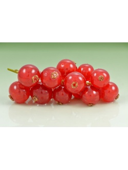 Groseillier à grappes 'Rouges de Versailles' - Ribes rubrum - Haie champetre  - Pepiniere Alsace - Vegetal Local Nord Est - Bio - Jardin forêt comestible - fruitier - permaculture