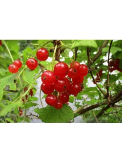 groseillier_a_grappes_rovada_-_ribes_rubrum_-_pepiniere_alsace_vegetal_local_bio_-_fruits