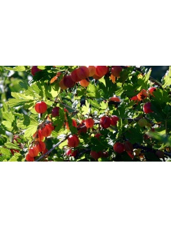 Groseillier à maquereau 'Hinnonmaki rouge' - Ribes uva-crispa  - Haie champetre  - Pepiniere Alsace - Vegetal Local Nord Est - Bio - Jardin forêt comestible - fruitier - permaculture