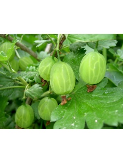 Groseillier à maquereau 'Verte succulente' - Ribes uva-crispa - Haie champetre  - Pepiniere Alsace - Vegetal Local Nord Est - Bio - Jardin forêt comestible - fruitier - permaculture