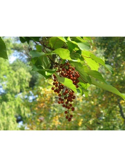 Idésia - Idesia polycarpa  - Haie champetre  - Pepiniere Alsace - Vegetal Local Nord Est - Bio - Jardin forêt comestible - fruitier - permaculture