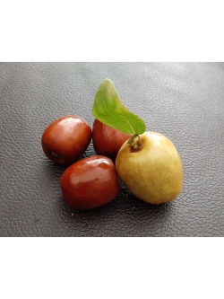 Jujubier commun - Ziziphus jujuba  - Haie champetre  - Pepiniere Alsace - Vegetal Local Nord Est - Bio - Jardin forêt comestible - fruitier - permaculture