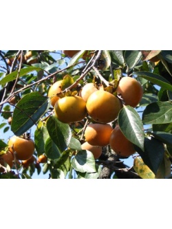 kaki_-_plaqueminier_-_diospyros_kaki_-_pepiniere_alsace_vegetal_local_bio_-_fruits_et_feuilles