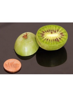 Kiwaï 'Maki' - Actinidia arguta - Haie champetre  - Pepiniere Alsace - Vegetal Local Nord Est - Bio - Jardin forêt comestible - fruitier - permaculture