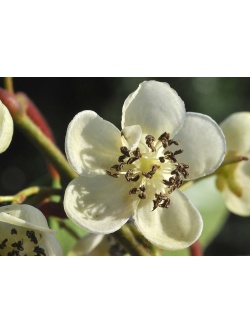 Kiwaï 'Weiki' - Actinidia arguta - Haie champetre  - Pepiniere Alsace - Vegetal Local Nord Est - Bio - Jardin forêt comestible - fruitier - permaculture