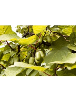 Kiwi arctique - Actinidia kolomikta - Haie champetre  - Pepiniere Alsace - Vegetal Local Nord Est - Bio - Jardin forêt comestible - fruitier - permaculture