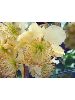 Kiwi mâle - Actinidia deliciosa - Haie champetre  - Pepiniere Alsace - Vegetal Local Nord Est - Bio - Jardin forêt comestible - fruitier - permaculture
