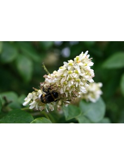 Maackie de l’Amour - Maackia amurensis - Haie champetre  - Pepiniere Alsace - Vegetal Local Nord Est - Bio - Jardin forêt comestible - fruitier - permaculture