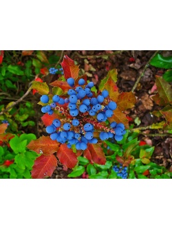 Mahonia à feuilles de houx - Berberis aquifolium - Haie champetre  - Pepiniere Alsace - Vegetal Local Nord Est - Bio - Jardin forêt comestible - fruitier - permaculture