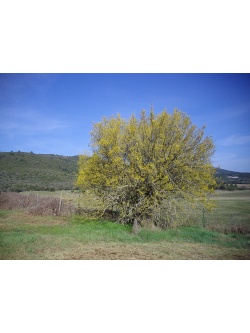 Micocoulier de Provence  - Celtis australis - Haie champetre  - Pepiniere Alsace - Vegetal Local Nord Est - Bio - Jardin forêt comestible - fruitier - permaculture