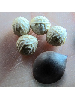 Micocoulier de Virginie - Celtis occidentalis - Haie champetre  - Pepiniere Alsace - Vegetal Local Nord Est - Bio - Jardin forêt comestible - fruitier - permaculture