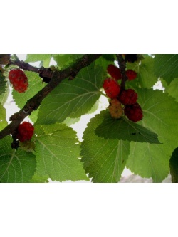 Mûrier rouge 'Illinois Everbearing' - Morus rubra - Haie champetre  - Pepiniere Alsace - Vegetal Local Nord Est - Bio - Jardin forêt comestible - fruitier - permaculture