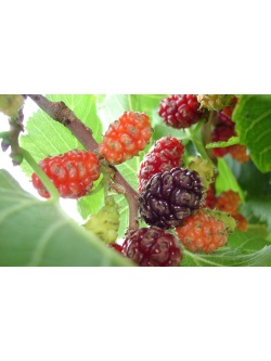 Mûrier noir - Morus nigra - Haie champetre  - Pepiniere Alsace - Vegetal Local Nord Est - Bio - Jardin forêt comestible - fruitier - permaculture