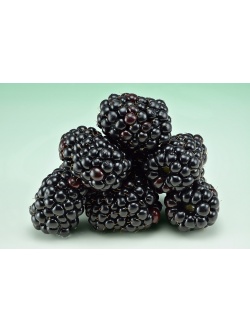 Mûrier noir – Ronce sans épine - Rubus fruticosus 'Black Satin' - Haie champetre  - Pepiniere Alsace - Vegetal Local Nord Est - Bio - Jardin forêt comestible - fruitier - permaculture