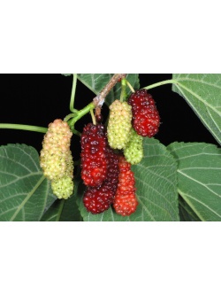 Mûrier rouge - Morus rubra - Haie champetre  - Pepiniere Alsace - Vegetal Local Nord Est - Bio - Jardin forêt comestible - fruitier - permaculture