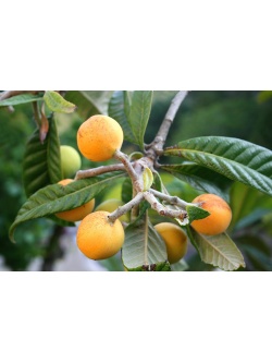 Néflier du Japon - Eriobotrya japonica - Haie champetre  - Pepiniere Alsace - Vegetal Local Nord Est - Bio - Jardin forêt comestible - fruitier - permaculture