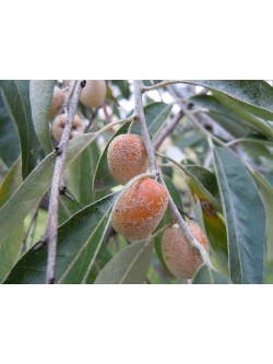 Olivier de Bohême - Elaeagnus angustifolia - Haie champetre  - Pepiniere Alsace - Vegetal Local Nord Est - Bio - Jardin forêt comestible - fruitier - permaculture
