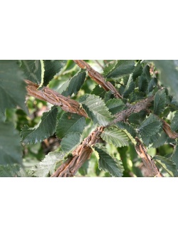 Orme champêtre - Ulmus minor - Haie champetre  - Pepiniere Alsace - Vegetal Local Nord Est - Bio - Jardin forêt comestible - fruitier - permaculture