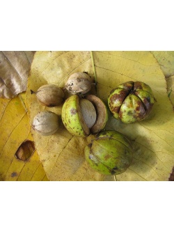 Pacanier rugueux - Caryer ovale - Carya ovata - Haie champetre  - Pepiniere Alsace - Vegetal Local Nord Est - Bio - Jardin forêt comestible - fruitier - permaculture