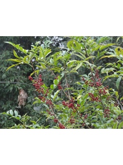 Poivre du Timut - Zanthoxylum armatum - Haie champetre  - Pepiniere Alsace - Vegetal Local Nord Est - Bio - Jardin forêt comestible - fruitier - permaculture