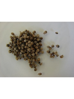 Poivrier des moines - Vitex agnus castus - Haie champetre  - Pepiniere Alsace - Vegetal Local Nord Est - Bio - Jardin forêt comestible - fruitier - permaculture