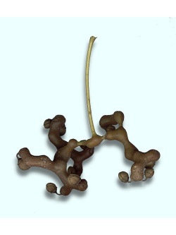 Raisinier de Chine – Arbre aux raisins secs - Hovenia dulcis - Haie champetre  - Pepiniere Alsace - Vegetal Local Nord Est - Bio - Jardin forêt comestible - fruitier - permaculture