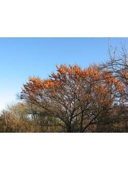 argousier-hergo-femelle-Hippophae-rhamnoides- Haie champetre  - Pepiniere Alsace - Vegetal Local Nord Est- Bio - Jardin forêt comestible - fruitier - permaculture 