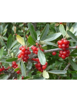 Shépherdie argentée - Shepherdia argentea - Haie champetre  - Pepiniere Alsace - Vegetal Local Nord Est - Bio - Jardin forêt comestible - fruitier - permaculture