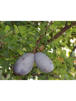 Vigne chocolat - Akébie quinata - Akebia quinata - Haie champetre  - Pepiniere Alsace - Vegetal Local Nord Est - Bio - Jardin forêt comestible - fruitier - permaculture