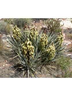 Yucca banane - Yucca baccata - Haie champetre  - Pepiniere Alsace - Vegetal Local Nord Est - Bio - Jardin forêt comestible - fruitier - permaculture