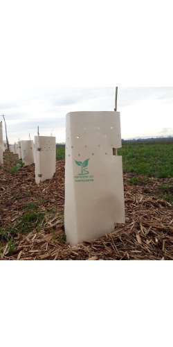 Protection cellulose basse _ in situ - Pépinière Alsace Végétal Local Bio