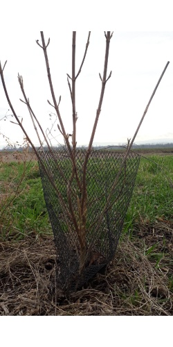 Protection plastique basse _ in situ - Pépinière Alsace Végétal Local Bio