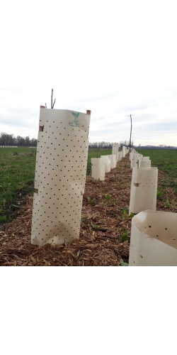Protection cellulose haute _ in situ - Pépinière Alsace Végétal Local Bio