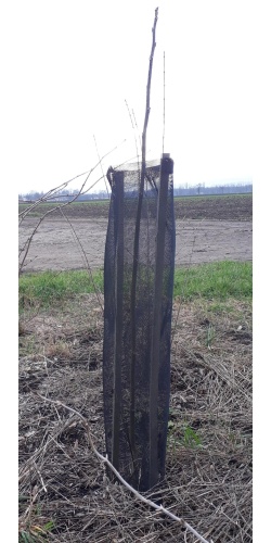 Protection plastique haute _ in situ - Pépinière Alsace Végétal Local Bio