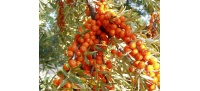 Argousier-tres_peu-d-epines_femelle-hippophae-rhamnoides- Haie champetre  - Pepiniere Alsace - Vegetal Local Nord Est- Bio - Jardin forêt comestible - fruitier - permaculture