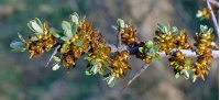 Argousier_male_pollmix_hippophae_rhamnoides_Haie champetre  - Pepiniere Alsace - Vegetal Local Nord Est- Bio - Jardin forêt comestible - fruitier - permaculture