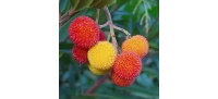 Arbousier_Arbre_aux_fraises_Atlantica_Arbutus_Unedo_Haie champetre  - Pepiniere Alsace - Vegetal Local Nord Est- Bio - Jardin forêt comestible - fruitier - permaculture