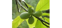 Asiminier greffé Prima 1216 - Asiminia triloba ‘Prima 1216’ - Haie champetre  - Pepiniere Alsace - Vegetal Local Nord Est - Bio - Jardin forêt comestible - fruitier - permaculture