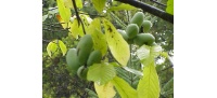 Asiminier - Asiminia triloba - Haie champetre  - Pepiniere Alsace - Vegetal Local Nord Est - Bio - Jardin forêt comestible - fruitier - permaculture