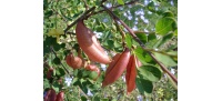 Baguenaudier - Colutea arborescens - Haie champetre  - Pepiniere Alsace - Vegetal Local Nord Est - Bio - Jardin forêt comestible - fruitier - permaculture